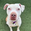 adoptable Dog in  named Chapo