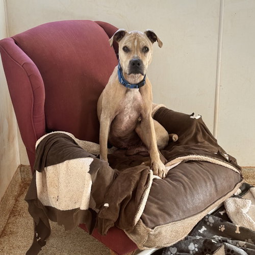 Charizard, an adoptable Labrador Retriever in Kanab, UT