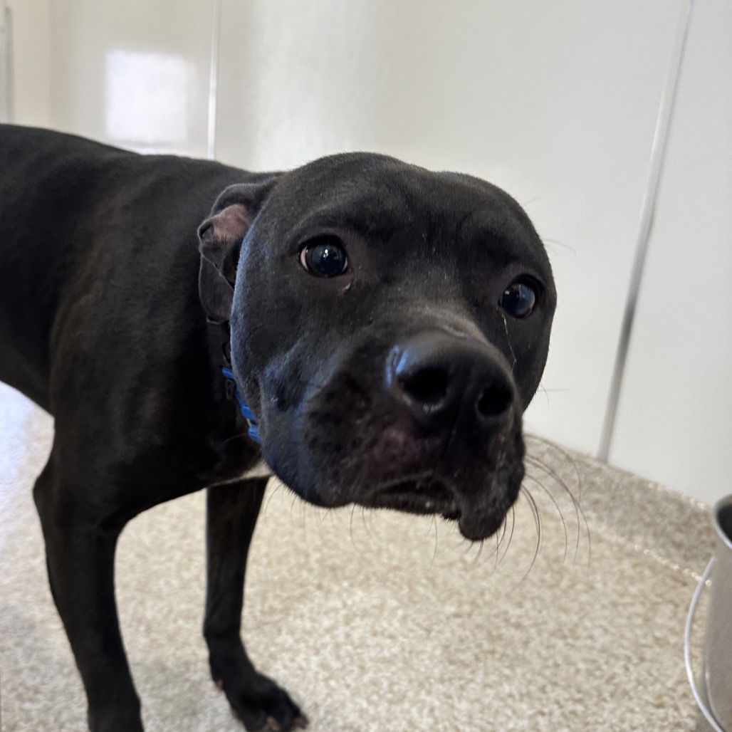 adoptable Dog in Kanab, UT named Smiles