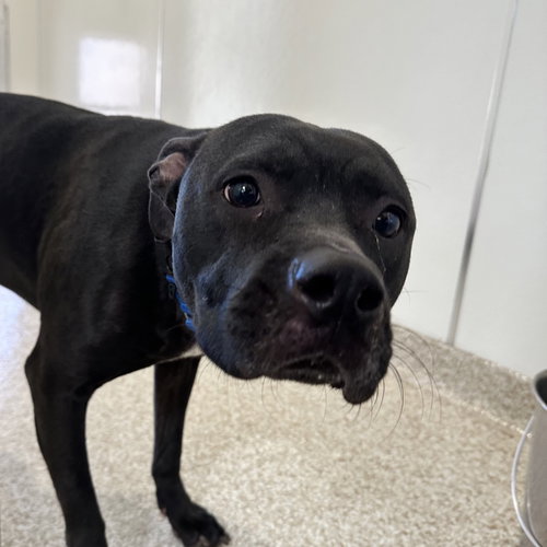 Smiles, an adoptable American Pit Bull Terrier in Kanab, UT