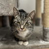 adoptable Cat in kanab, UT named Kisser
