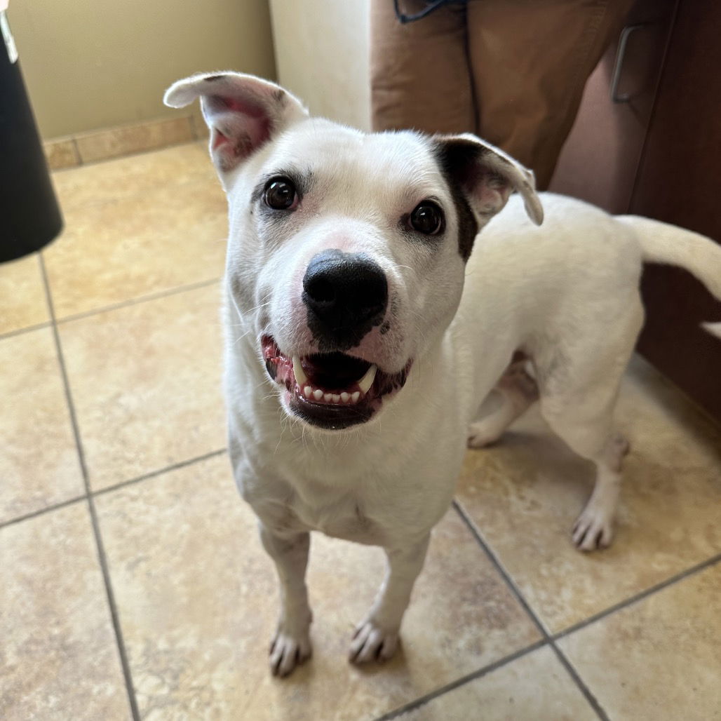 adoptable Dog in Kanab, UT named Aaron