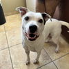 adoptable Dog in , UT named Aaron