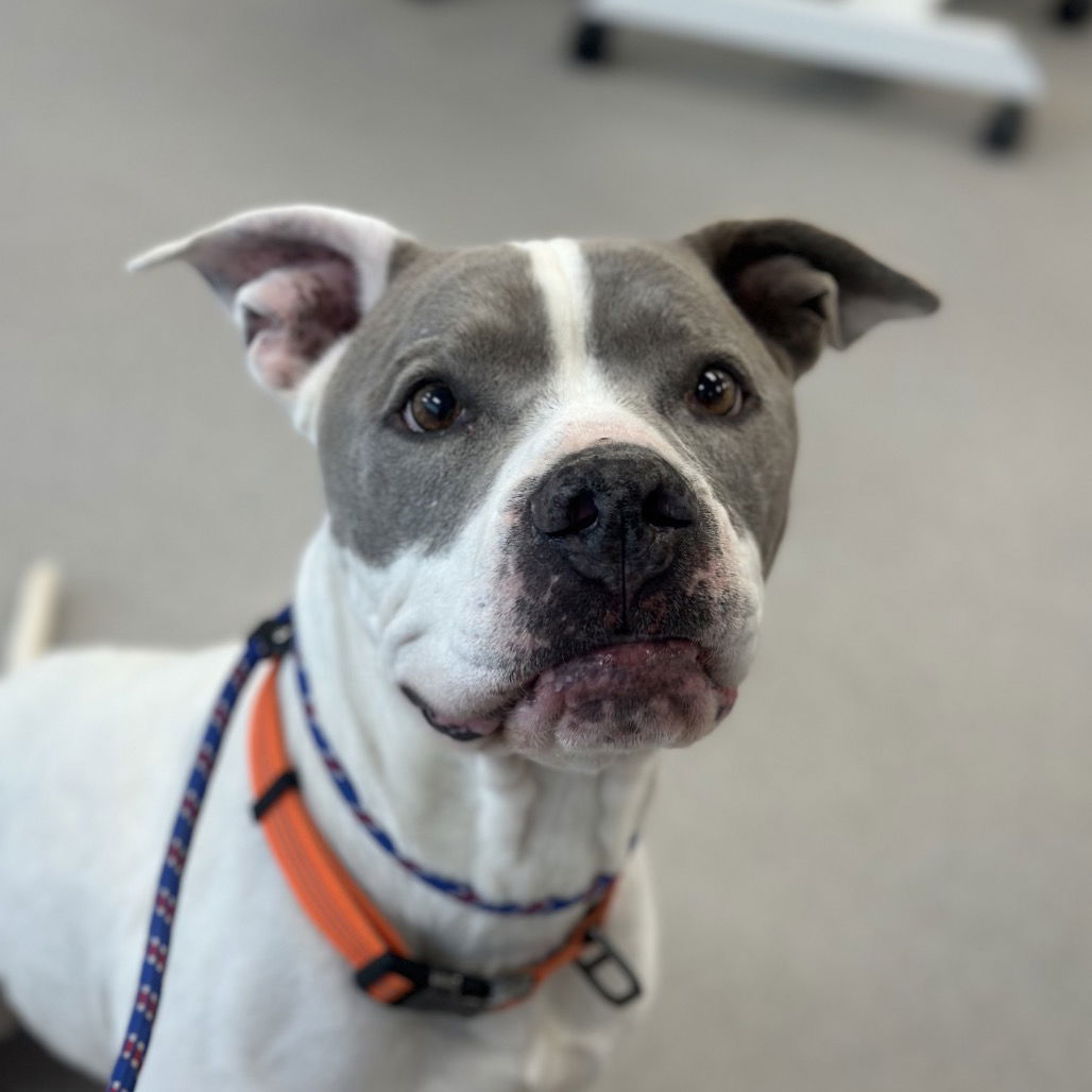 adoptable Dog in Kanab, UT named Kota