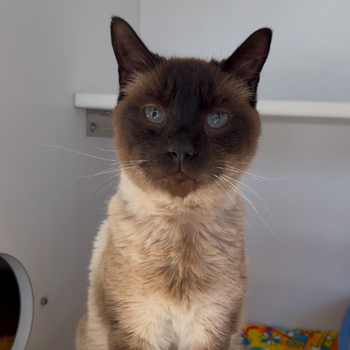 Simeon, an adoptable Domestic Short Hair in Kanab, UT
