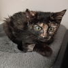 adoptable Cat in kanab, UT named Alya