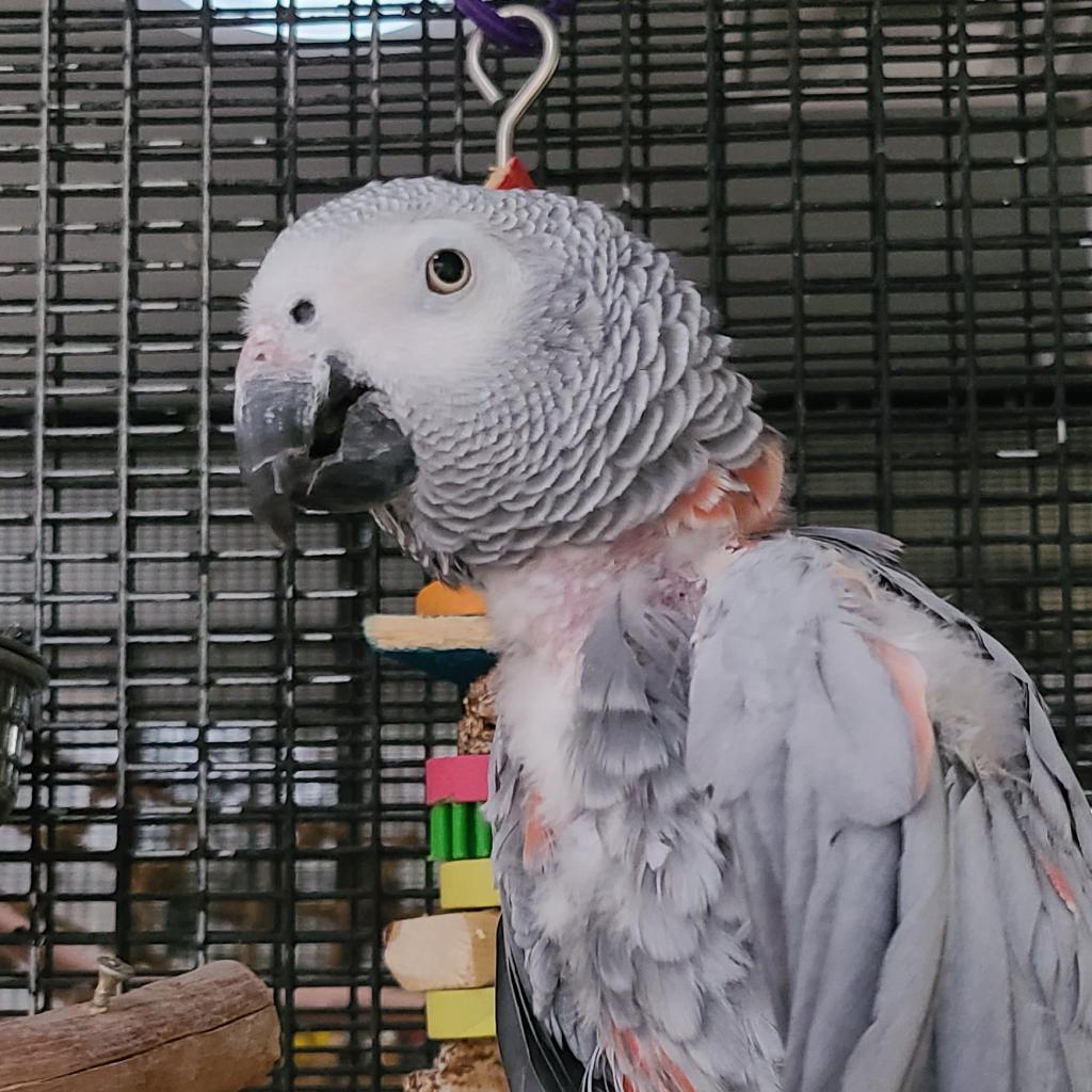 Adoptable Female Female