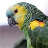 adoptable Bird in kanab, UT named Rico