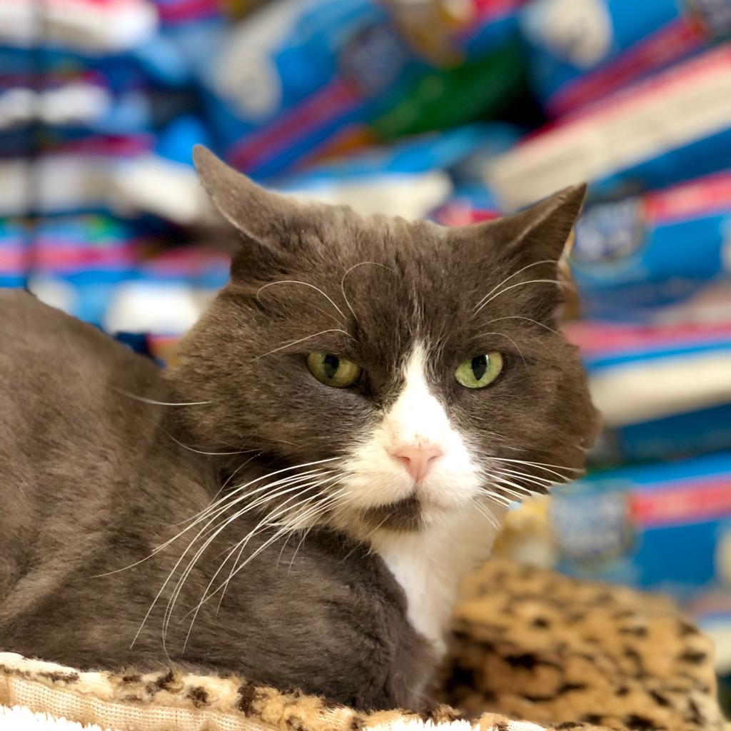 Adoptable Male Male