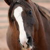 adoptable Horse in  named Helen