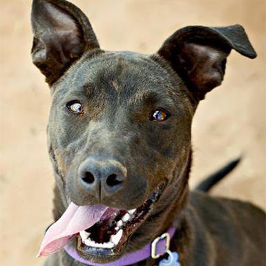 Whippet mixed 2024 with pitbull