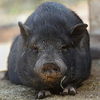 adoptable Pig in kanab, UT named Napoleon