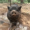 adoptable Pig in kanab, UT named Kennedy