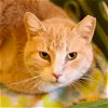 adoptable Cat in , UT named Bakari