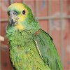 adoptable Bird in kanab, UT named Blueberry