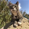 adoptable Cat in kanab, UT named Bruce