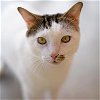 adoptable Cat in kanab, UT named Paytrix