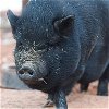 adoptable Pig in kanab, UT named Roxy