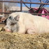 adoptable Pig in kanab, UT named Molly