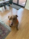 adoptable Dog in santa monica, CA named Max
