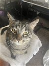 adoptable Cat in santa monica, CA named Milly