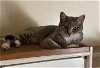 adoptable Cat in santa monica, CA named Puma