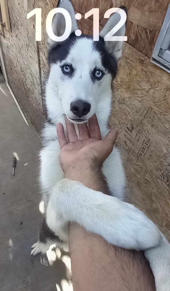 adoptable Dog in Santa Monica, CA named Togo