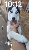 adoptable Dog in  named Togo