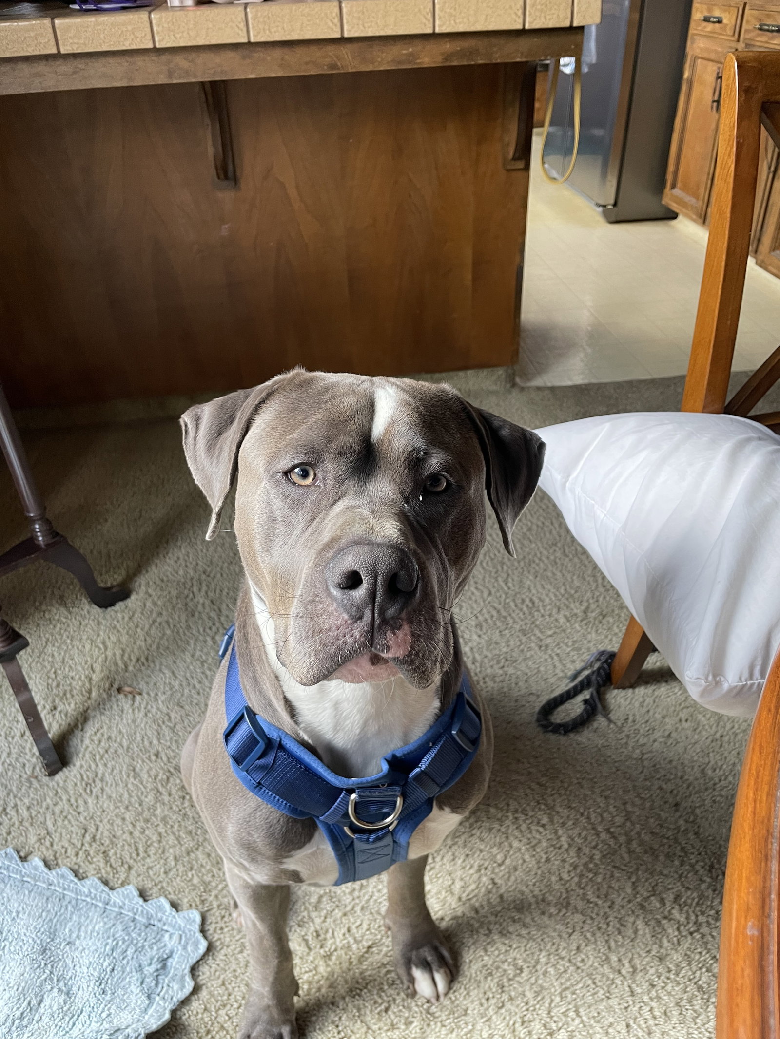 Dog for Adoption - Chestnut, a Pit Bull Terrier in Hidden Hills, CA ...