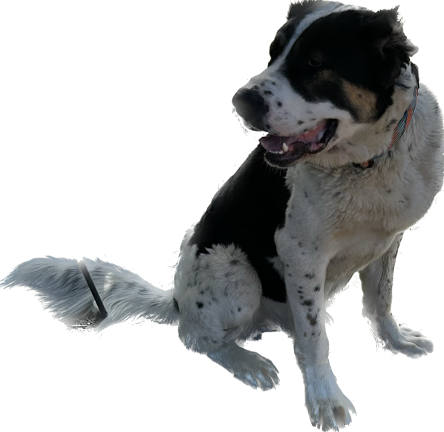 Dog for Adoption Archie, a Bernese Mountain Dog in Los Angeles, CA