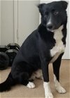 adoptable Dog in santa monica, CA named Parker