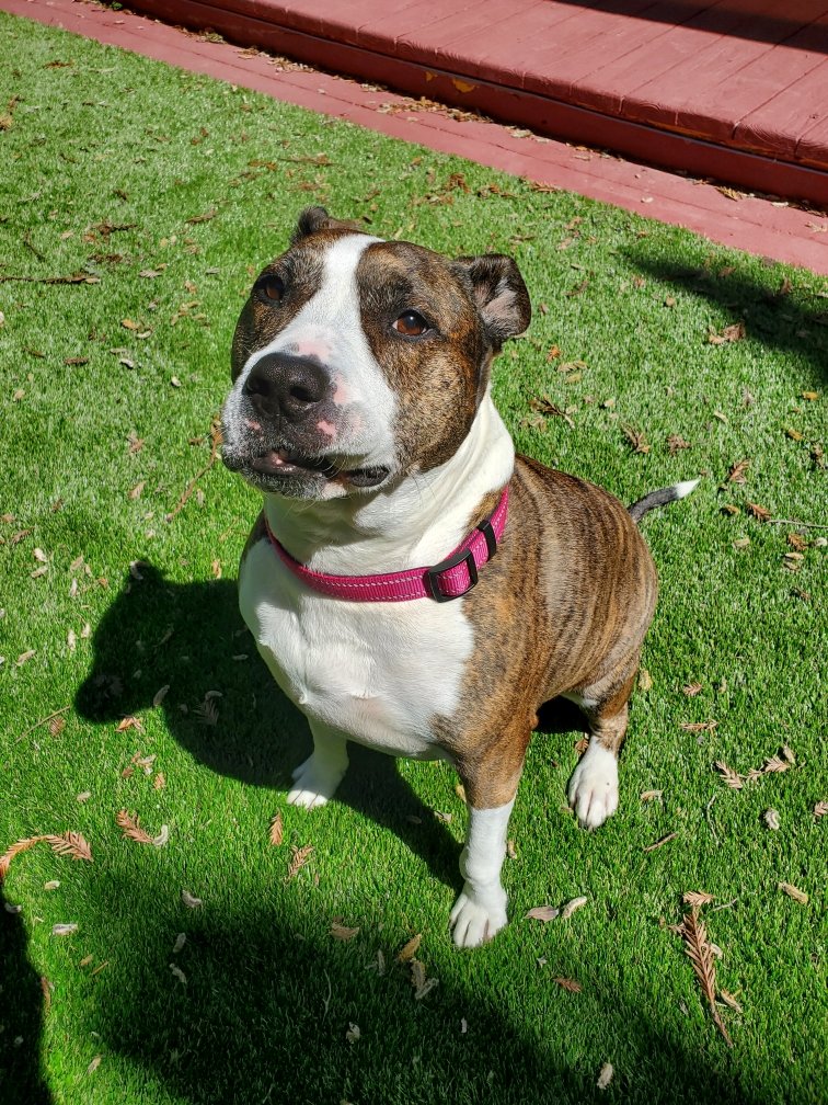 adoptable Dog in Santa Monica, CA named Shelby