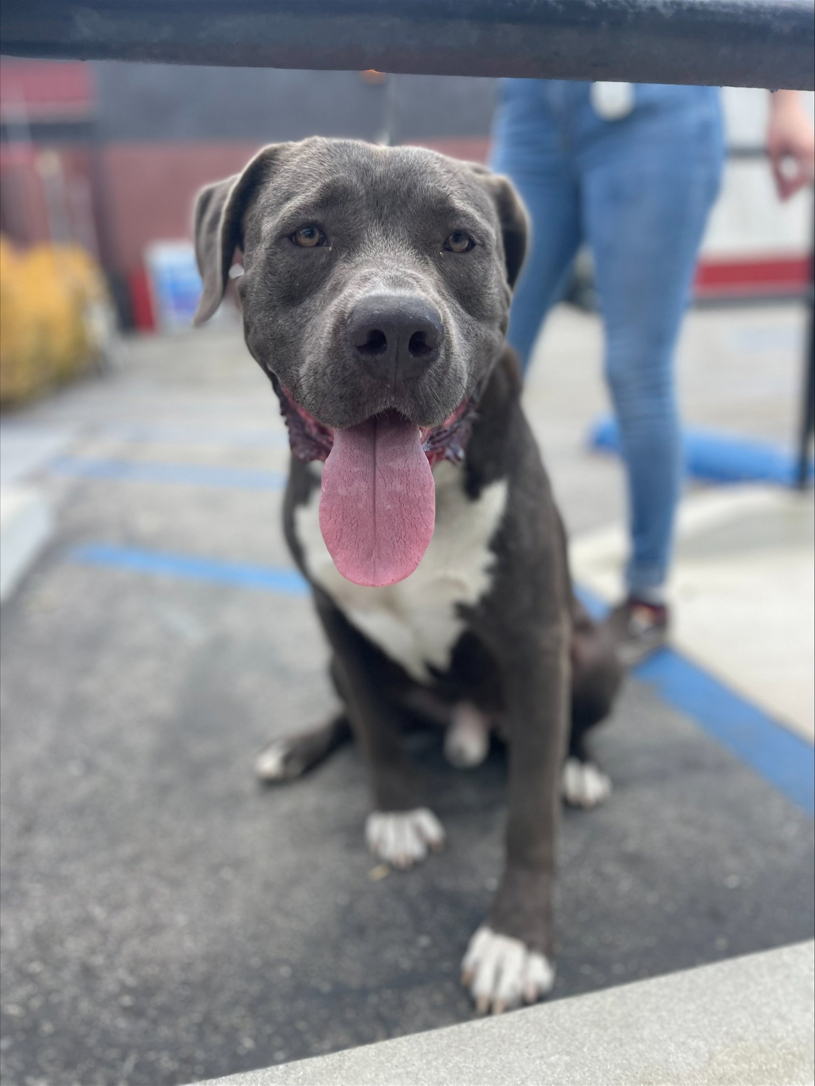 adoptable Dog in Santa Monica, CA named Bubba