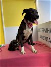 adoptable Dog in santa monica, CA named Raven