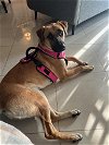 adoptable Dog in santa monica, CA named Mia