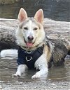 adoptable Dog in santa monica, CA named Melii
