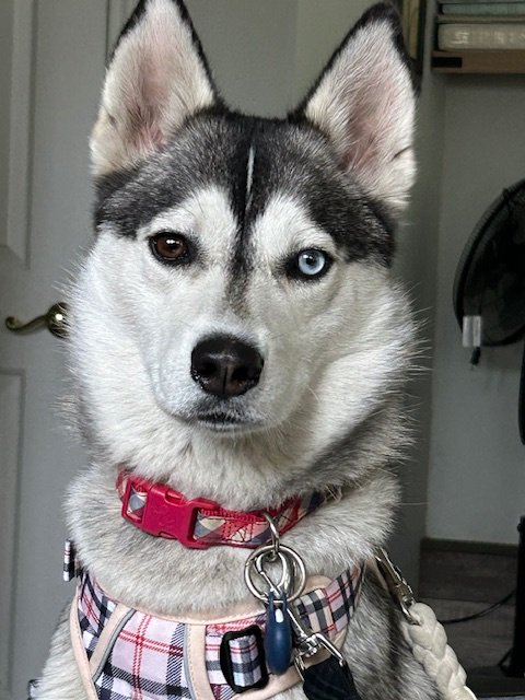adoptable Dog in Santa Monica, CA named Maya