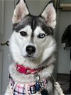 adoptable Dog in santa monica, CA named Maya