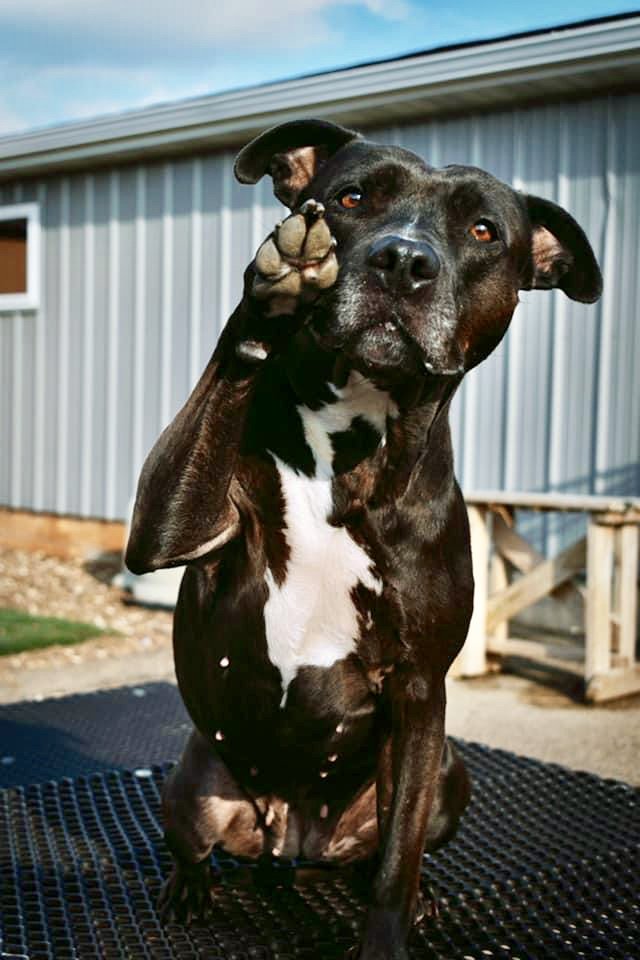 adoptable Dog in Cedar Rapids, IA named Kaia Carson