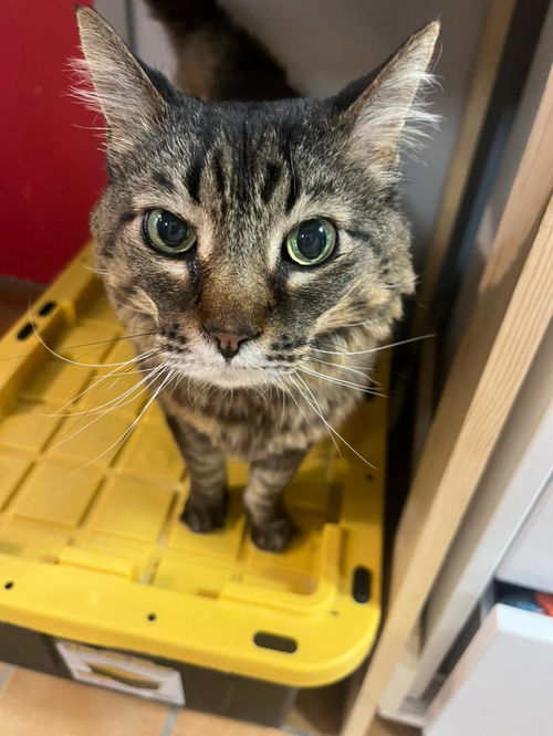 picture of the cat needing adoption
