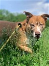 adoptable Dog in cedar rapids, IA named Broly