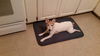 Baxter