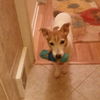 Baxter