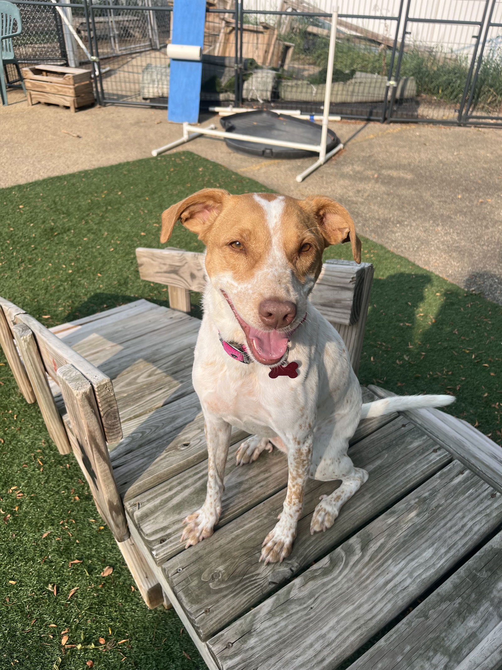 adoptable Dog in Cedar Rapids, IA named Billie