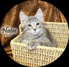 Najee