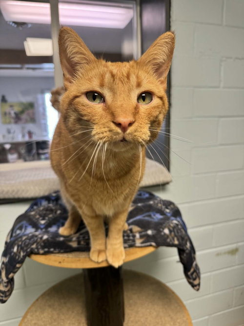 Milo, an adoptable Domestic Short Hair in Cedar Rapids, IA