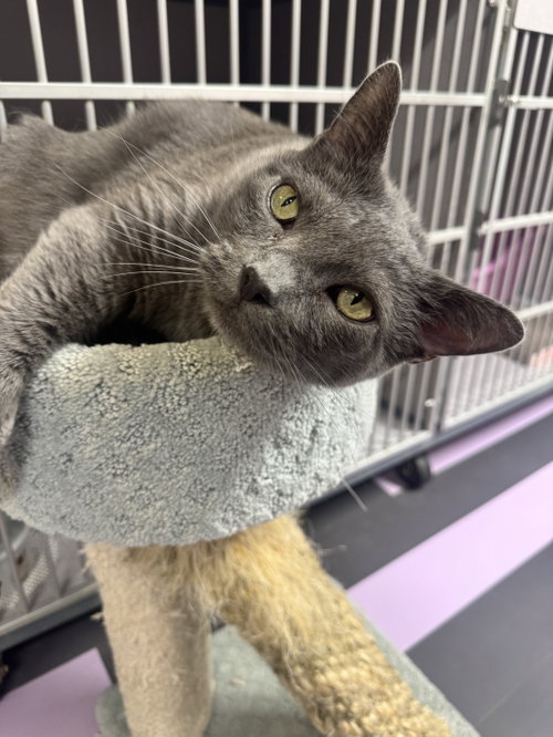 Kai, an adoptable Domestic Short Hair in Cedar Rapids, IA