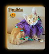 Punkin
