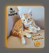 Punkin
