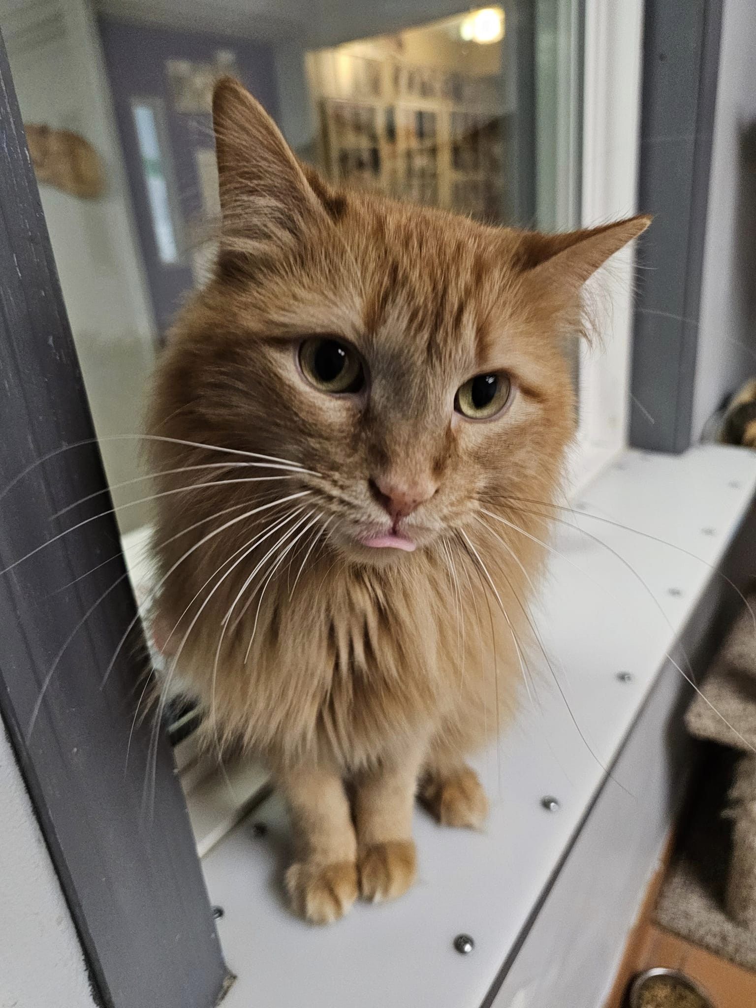 adoptable Cat in Cedar Rapids, IA named Patrick